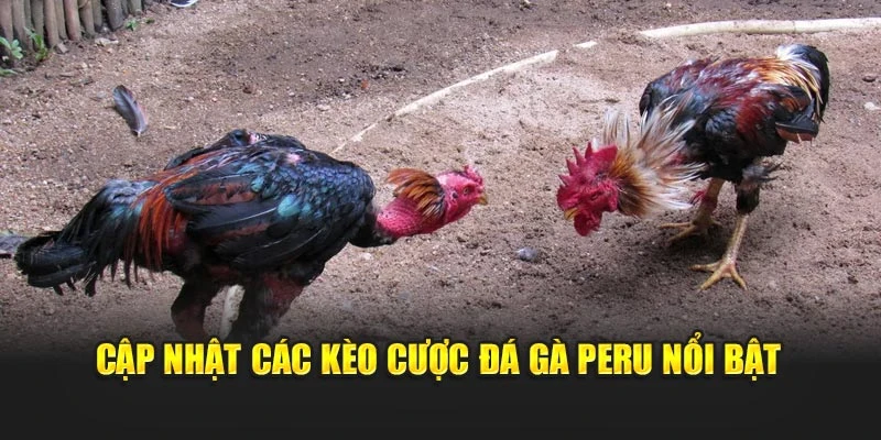 Cập nhật các kèo cược đá gà Peru nổi bật