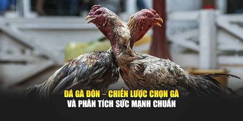 Đá Gà Đòn – Chiến Lược Chọn Gà Và Phân Tích Sức Mạnh Chuẩn