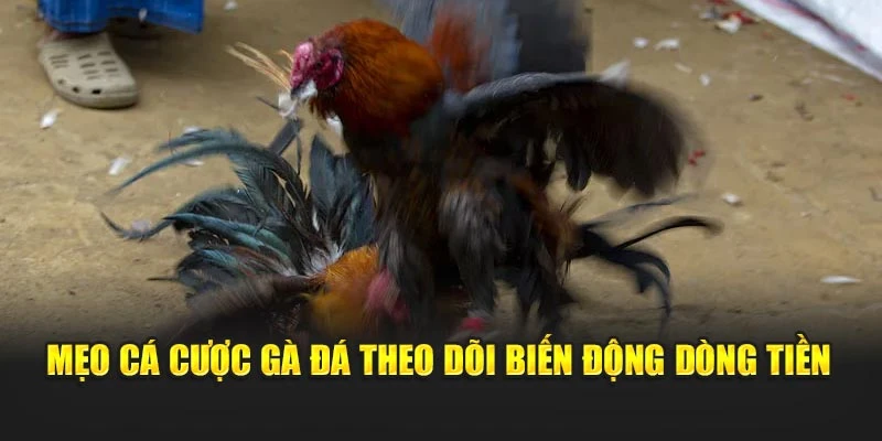 Mẹo cá cược gà đá theo dõi biến động dòng tiền
