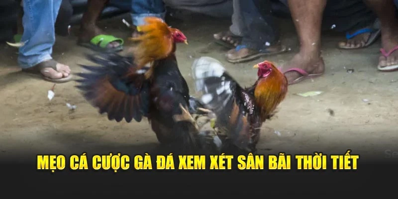 Mẹo cá cược gà đá xem xét sân bãi thời tiết