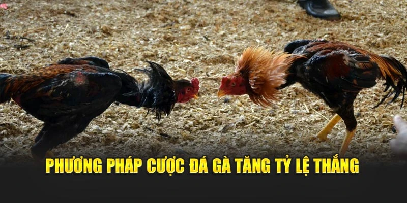 Phương pháp cược đá gà tăng tỷ lệ thắng