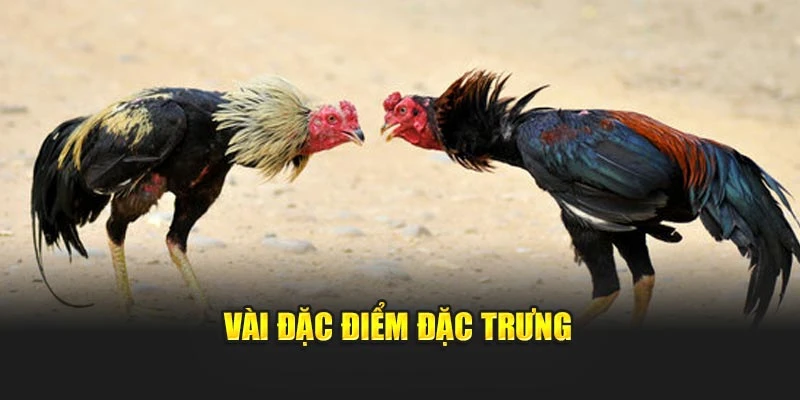 Vài đặc điểm đặc trưng